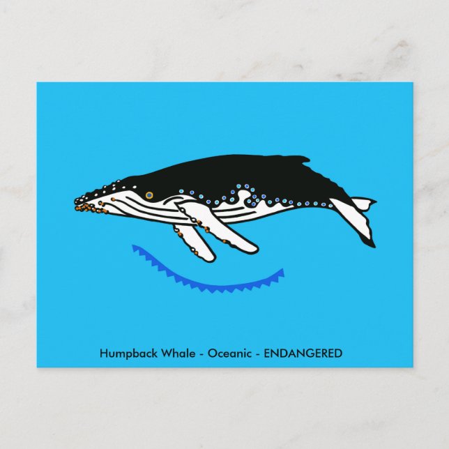 Postal Ballena jorobada - Vida silvestre - Naturaleza - (Anverso)
