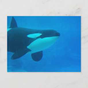 Postal ballena morena submarina azul