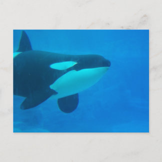 Postal ballena morena submarina azul