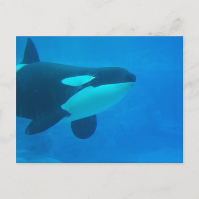 Postal ballena morena submarina azul (Anverso)