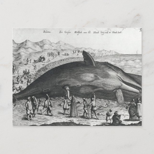 Postal Ballena muerta (Anverso)