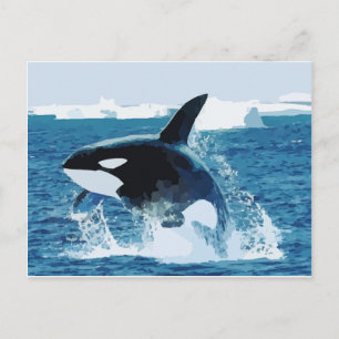 Postal Ballena Orca Agua Animal Mar Océano Pescado Paz Am