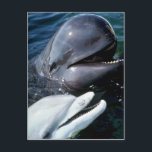 Postal Ballena piloto y delfín de botella atlántica<br><div class="desc">Piloto de ballena y delfín de botella atlántico Más delfines y ballenas y regalo piloto de ballenas y delfines en botella del Atlántico. Perfecto para cualquier amante de los delfines y las ballenas.</div>