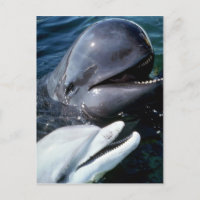 Ballena piloto y delfín de botella atlántica