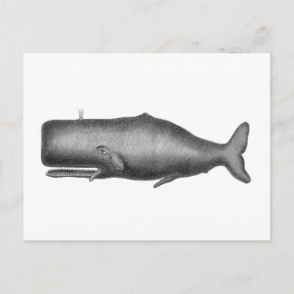 Postal Ballena vintage
