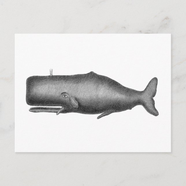 Postal Ballena vintage (Anverso)