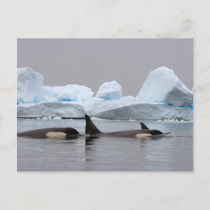 Postal ballenas asesinas (orcas), Orcinus orca, manada