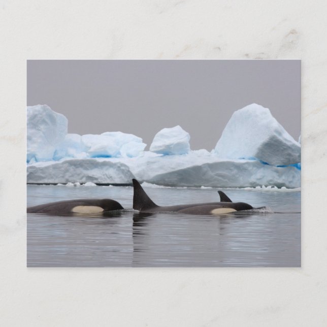 Postal ballenas asesinas (orcas), Orcinus orca, manada (Anverso)