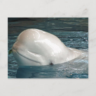 Postal Ballenas beluga cuestas frente a la piscina