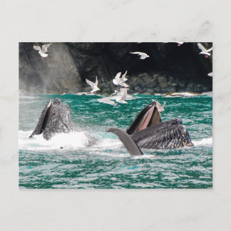 Postal Ballenas jorobadas