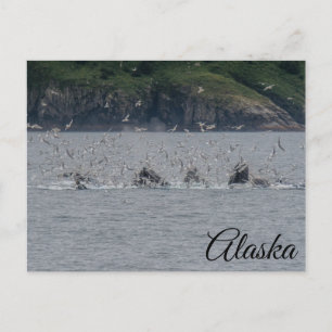 Postal Ballenas jorobadas recomponen a Alaska
