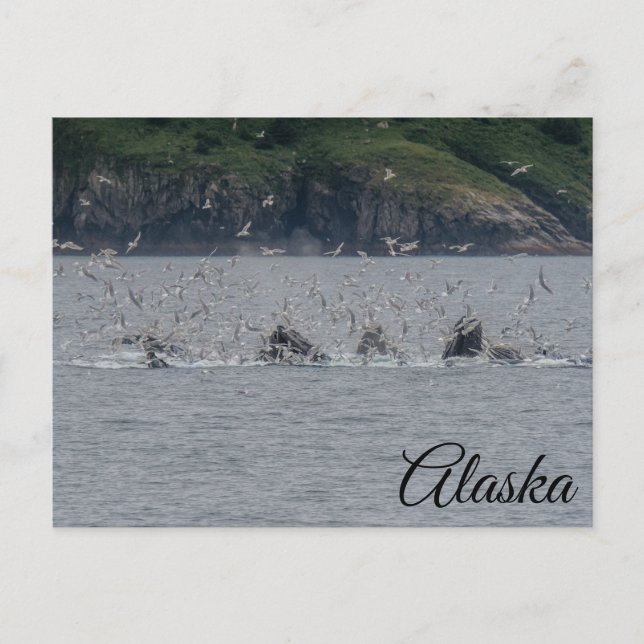 Postal Ballenas jorobadas recomponen a Alaska (Anverso)