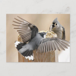 Postal Ballet de la Naturaleza: Baile de plumas