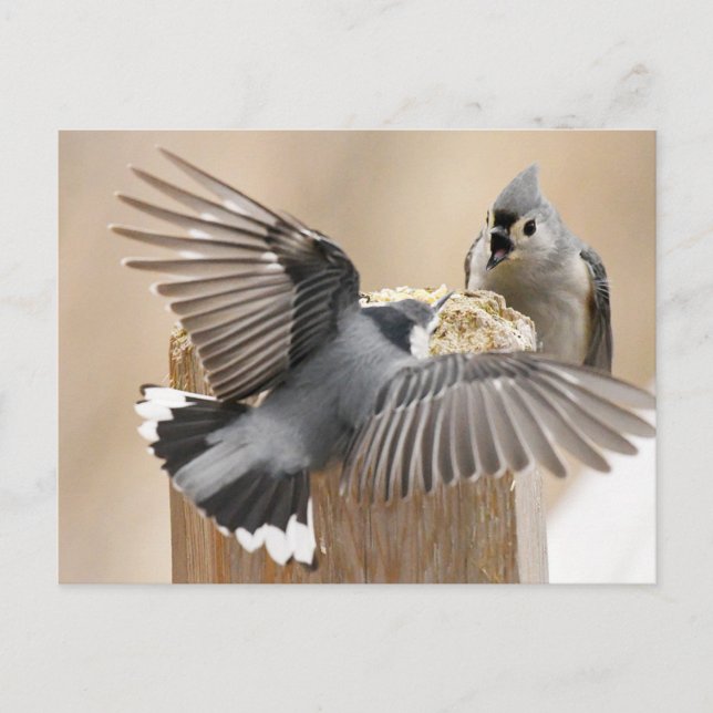 Postal Ballet de la Naturaleza: Baile de plumas (Anverso)