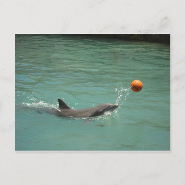 Postal Balón de juego de delfines (Anverso)