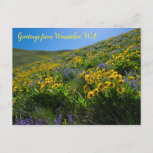 Postal Balsamroot y Lupine en Sage Hills Wenatchee, WA