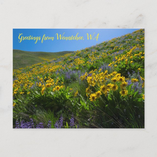Postal Balsamroot y Lupine en Sage Hills Wenatchee, WA (Anverso)