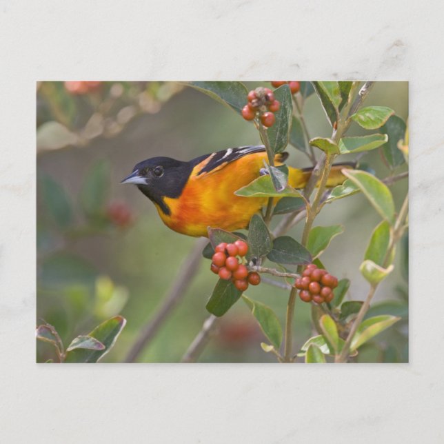Postal Baltimore Oriole (Anverso)