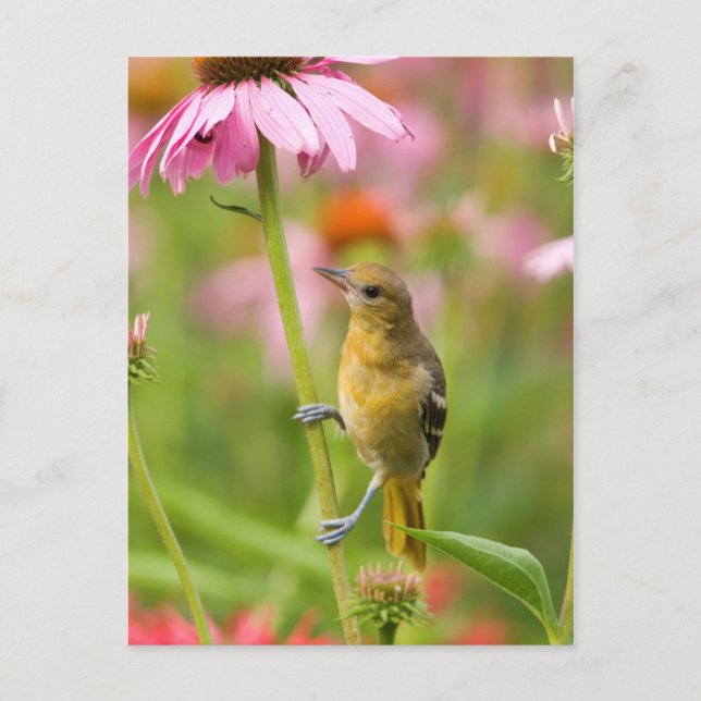 Postal Baltimore Oriole (Anverso)