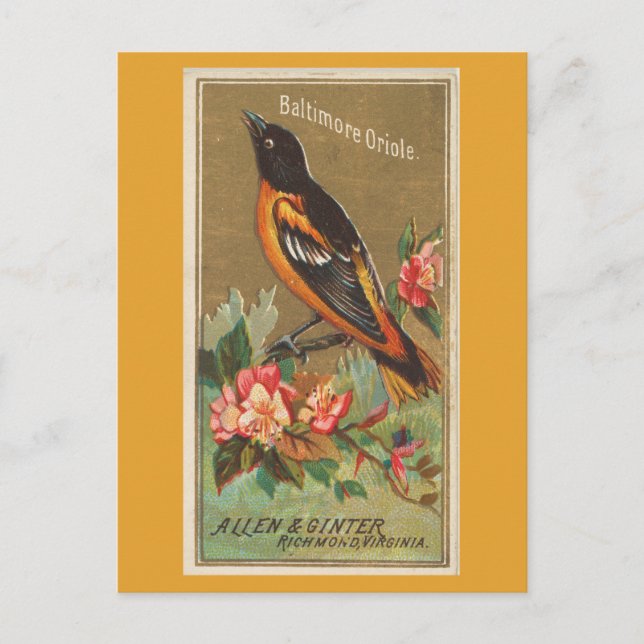 Postal Baltimore Oriole (Anverso)