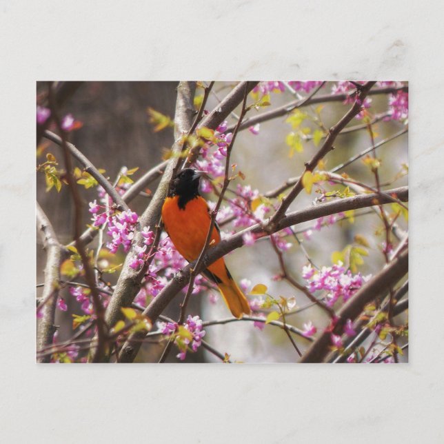 Postal Baltimore Oriole (Anverso)