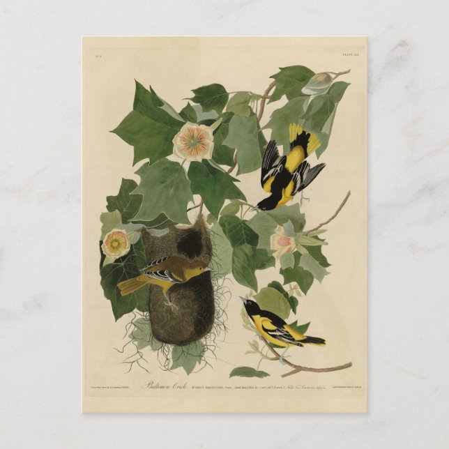 Postal Baltimore Oriole - de Aves de América de Audubon (Anverso)