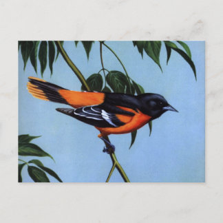 Postal Baltimore Oriole de Weber