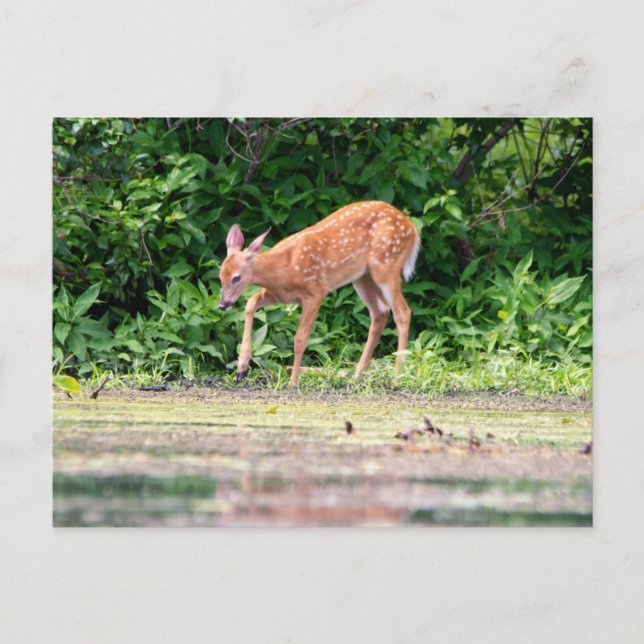 Postal Bambi junto al agua (Anverso)