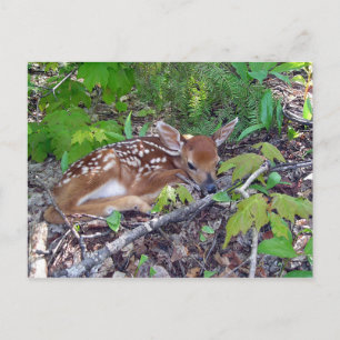 Postal Bambi le bébé chevreuil