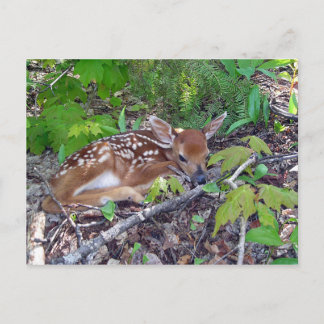 Postal Bambi le bébé chevreuil