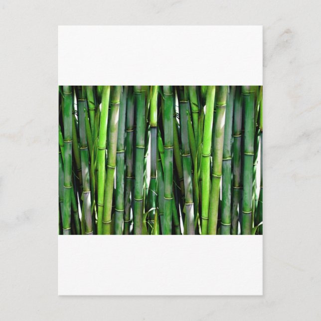 POSTAL BAMBOO (Anverso)