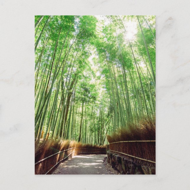 Postal Bamboo Grove | Arashiyama, Kioto, Japón (Anverso)