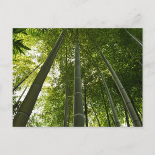 Postal Bamboo Grove: Tokio, Japón