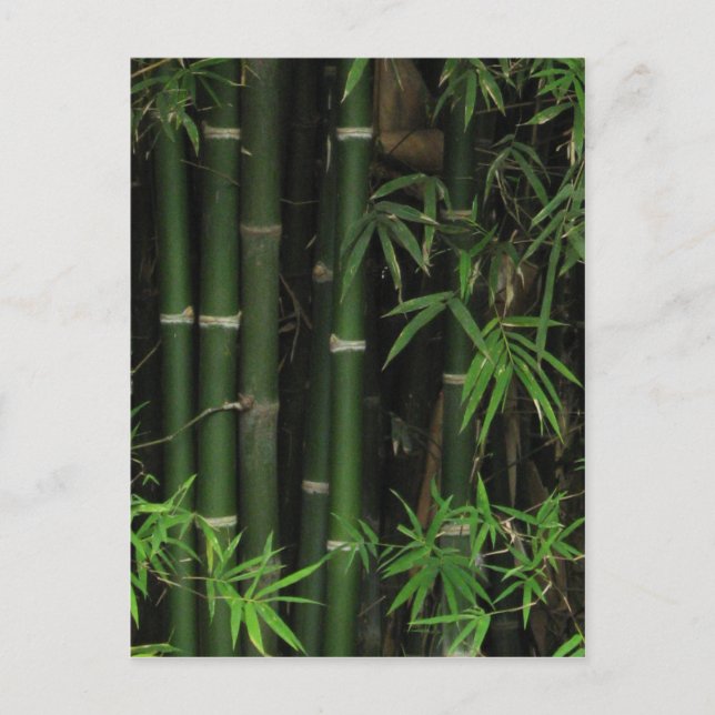 Postal Bambú... Fao Rai, Nong Khai, Isaan, Tailandia (Anverso)