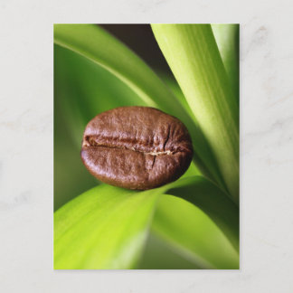 Postal Bambú Kaffeebohne