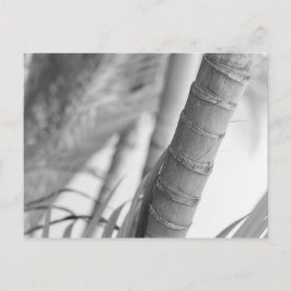 Postal Bambú monocromo