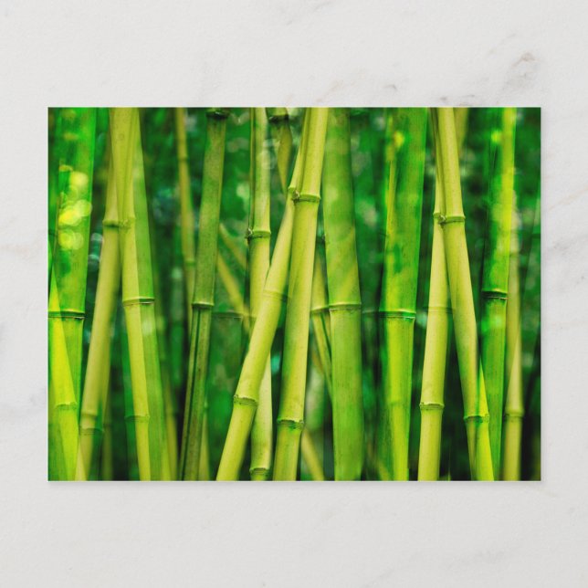 Postal Bambú verde (Anverso)