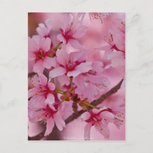 Postal Bañado en flores de cerezo japonesas rosadas