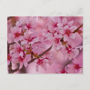 Postal Bañado en flores de cerezo japonesas rosadas