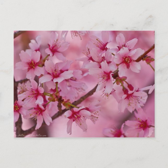 Postal Bañado en flores de cerezo japonesas rosadas (Anverso)