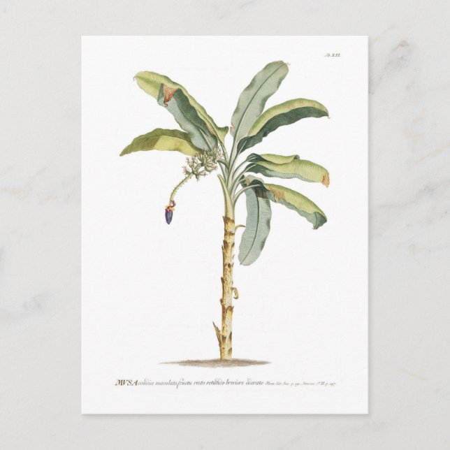 Postal Banana (Anverso)