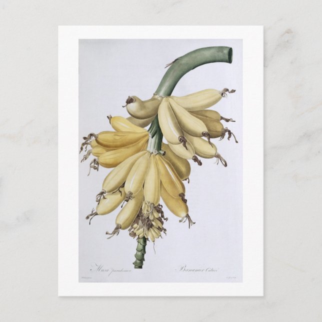 Postal Banana, 1816 (Anverso)