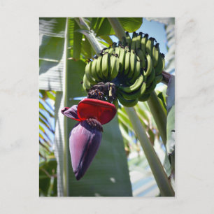 Postal Banana Bunch y Flower Stalk