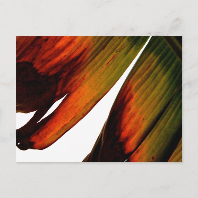 Postal Banana Leaf (Anverso)