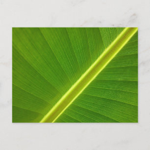Postal Banana Leaf
