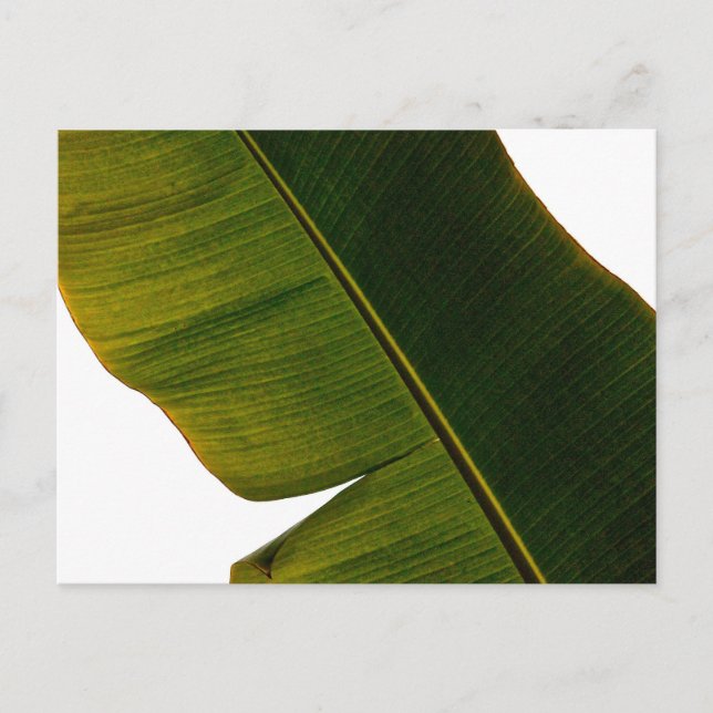 Postal Banana Leaf (Anverso)