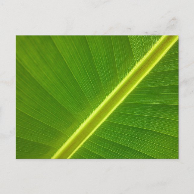 Postal Banana Leaf Macro (Anverso)