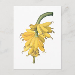 Postal banana (Musa paradisiaca) por Redouté