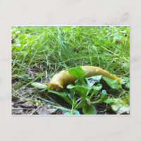 Banana Slug