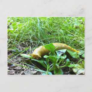 Postal Banana Slug